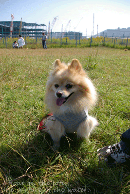b0075318_215352.gif