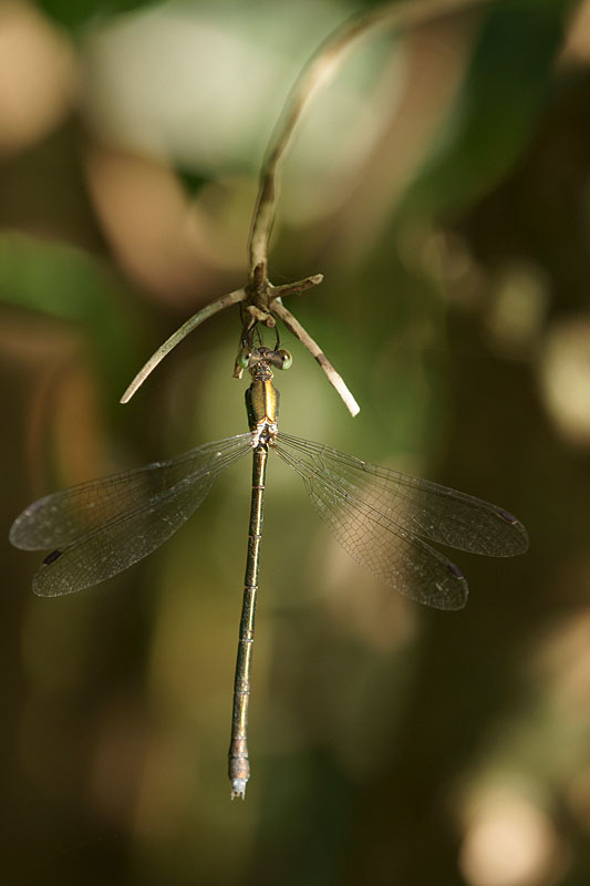 d0089024_11434749.jpg