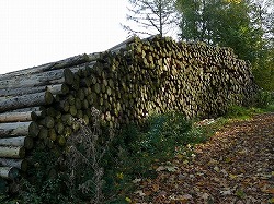 c0153740_4573853.jpg