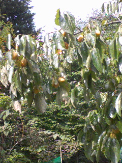 d0053940_22154537.jpg