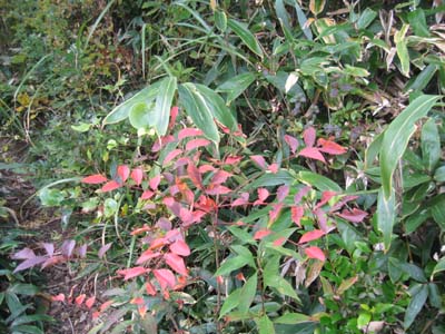 e0110940_22344313.jpg