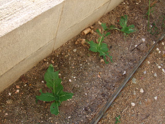 e0085543_02963.jpg