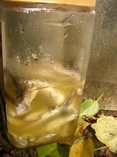 a0068350_10143752.jpg