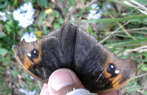 f0181173_18585222.jpg