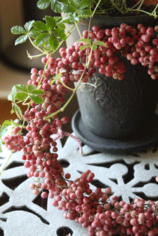 c0167576_740438.gif