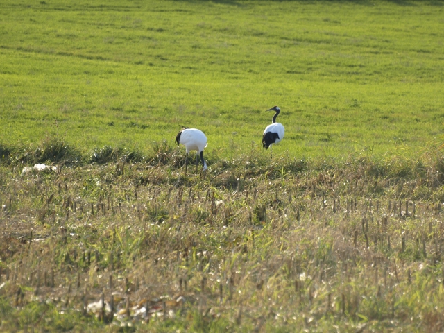 f0020302_2015388.jpg