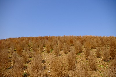 a0024005_2274680.jpg