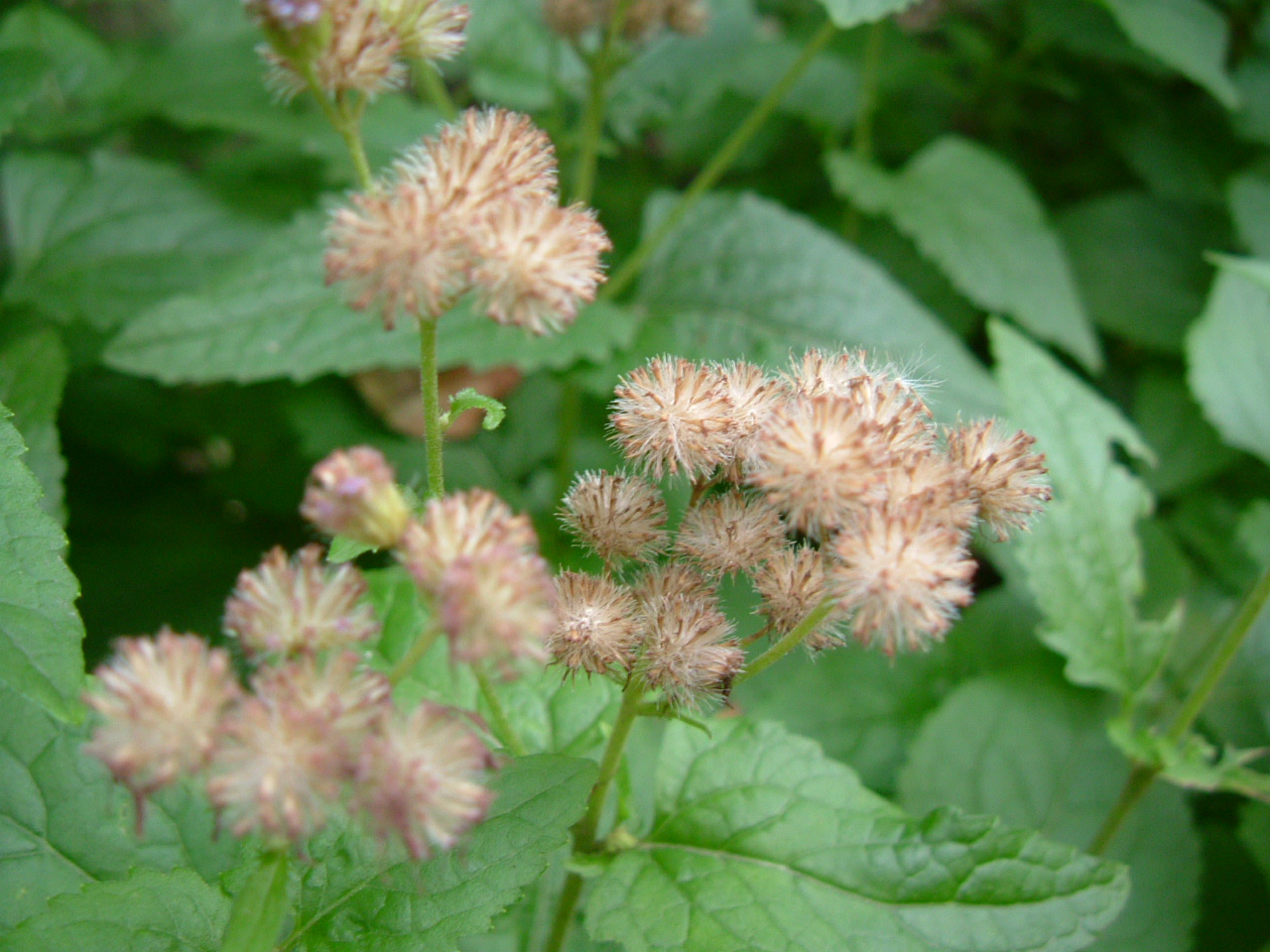 b0147710_13115014.jpg