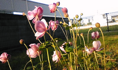 a0105023_22295266.jpg
