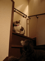 c0136736_20293615.gif