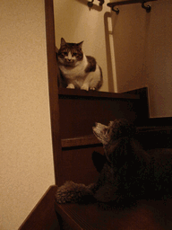c0136736_2029525.gif