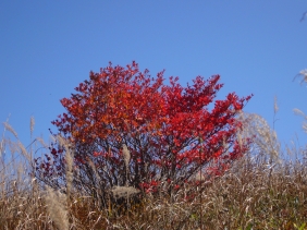 c0060452_20352145.jpg