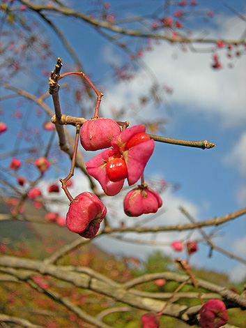 a0001354_21571989.jpg