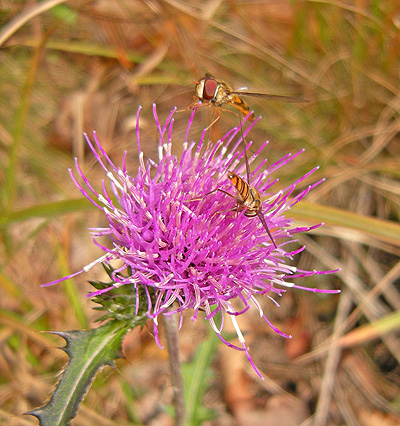 a0001354_22154493.jpg