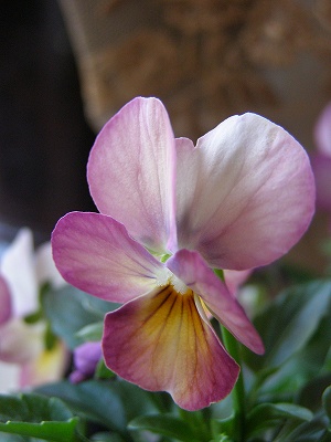 e0118257_12275713.jpg