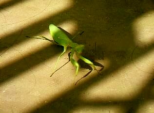 e0053365_21413471.jpg