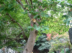 e0041168_102859.jpg