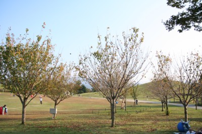 e0106802_1230566.jpg