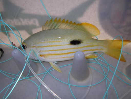 e0123808_21353680.jpg