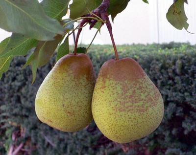 a0046429_18252131.jpg