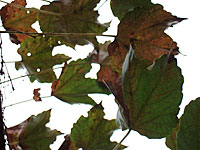 b0019232_931111.jpg