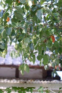 b0057839_21165666.jpg