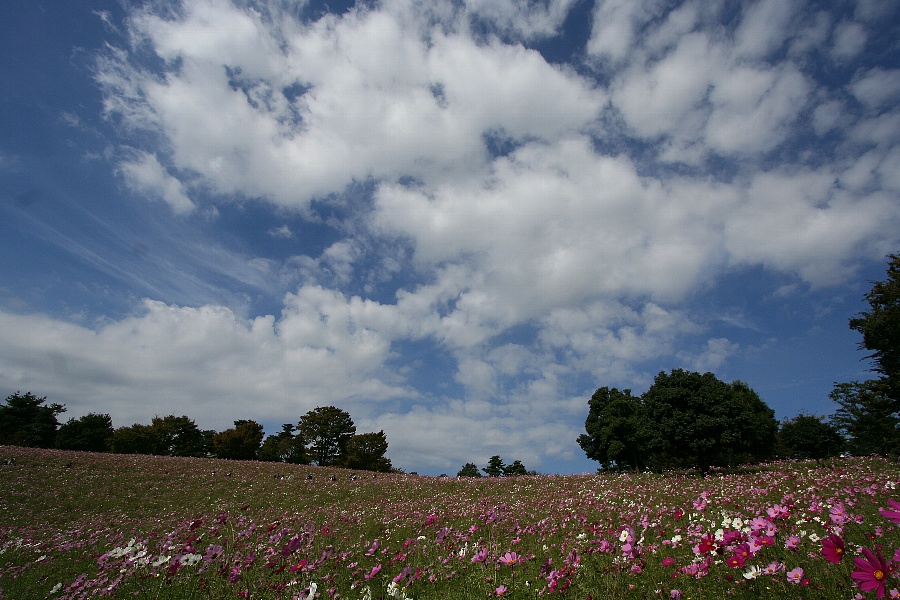 b0084270_20483098.jpg