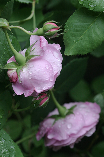 c0006870_9144433.jpg