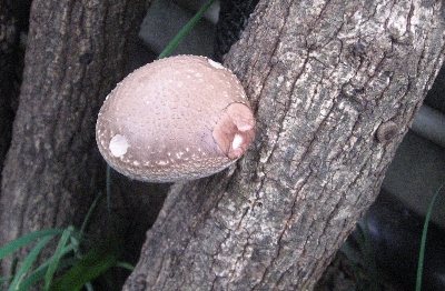 f0003283_18185415.jpg