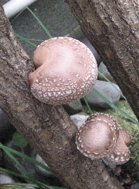 f0003283_1819223.jpg