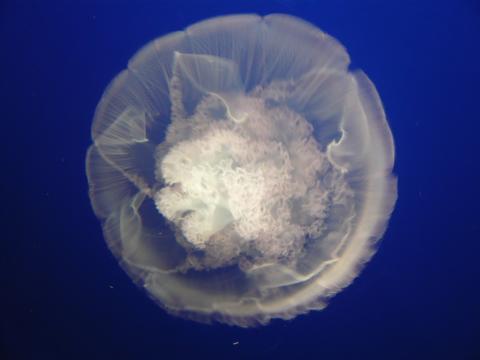 f0181488_5454069.jpg