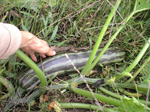 f0135908_23192657.jpg