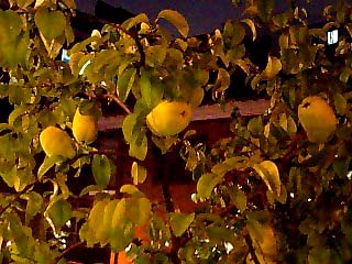 a0101715_11565260.jpg