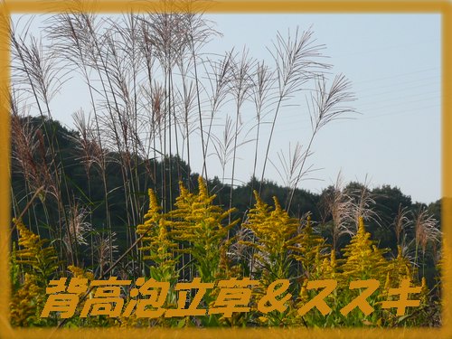 c0009528_2361641.jpg