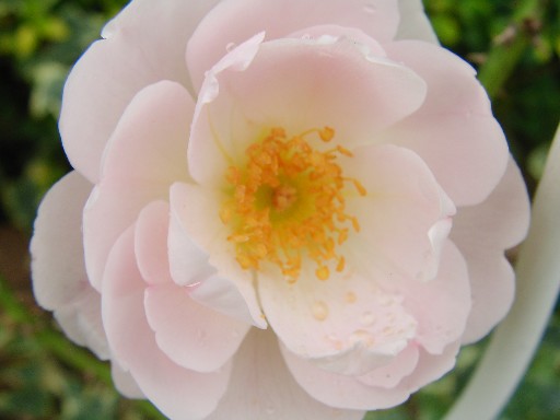 f0002833_17405311.jpg