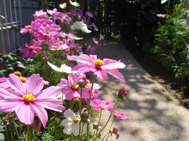 f0002833_17412752.jpg