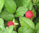 c0010759_13311049.jpg