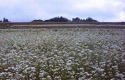 e0041168_1011822.jpg