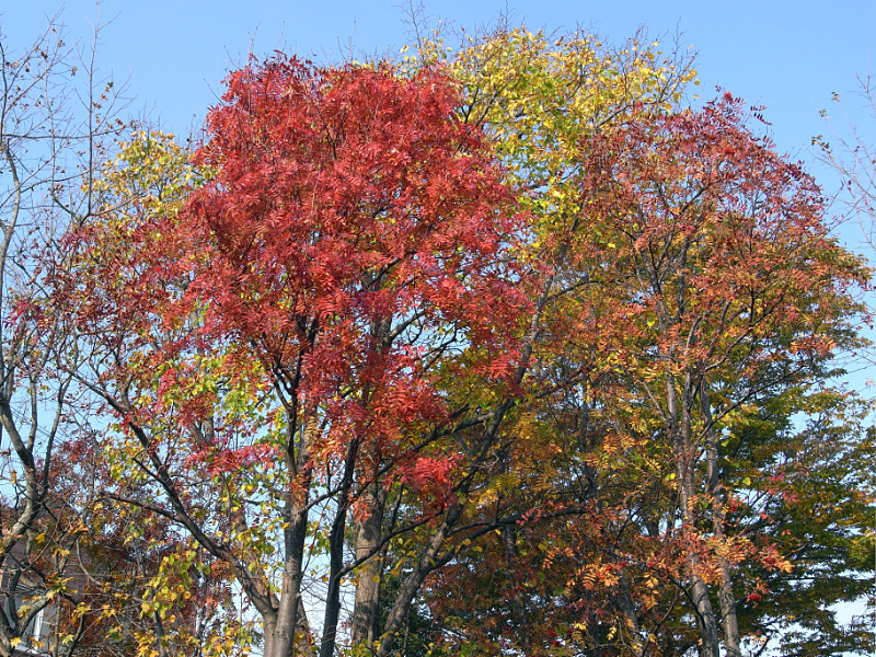e0100772_21514089.jpg