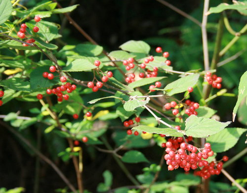 f0181173_15302350.jpg