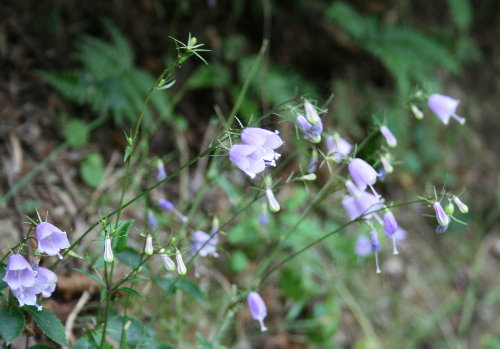 f0181173_1633836.jpg