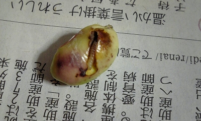 e0120575_22185442.jpg
