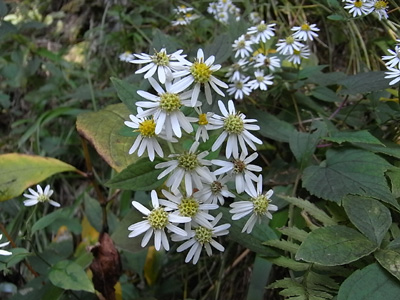 d0142082_17481061.jpg