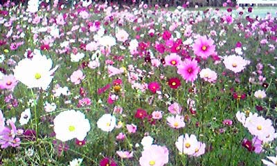 c0125283_15121885.jpg