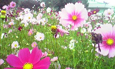 c0125283_15131641.jpg