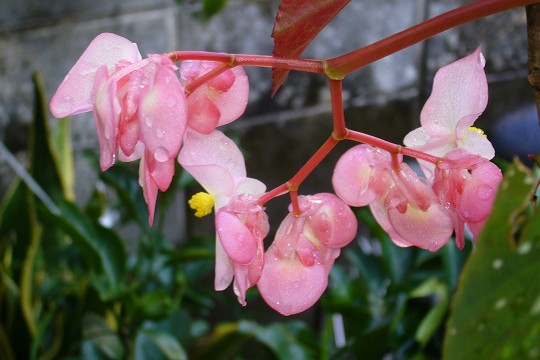 b0115085_142858.jpg