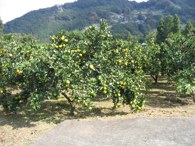 e0150087_21145866.jpg