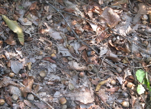 e0064409_0364813.jpg