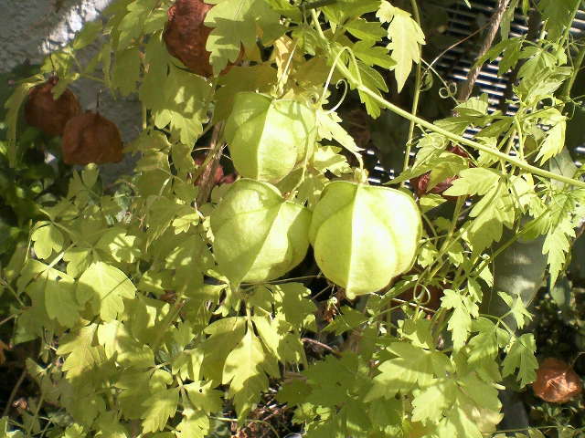 f0169509_12371212.jpg