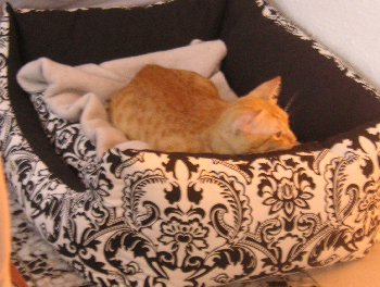 e0115312_125049.jpg